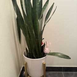 Large snake Plant With pot And Base