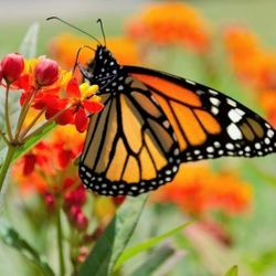 Large Red Milkweed 