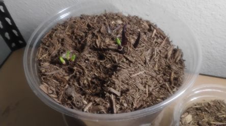 Free plants with containers and full spectrum lights