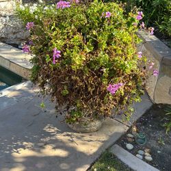 Huge Geranium In Pot