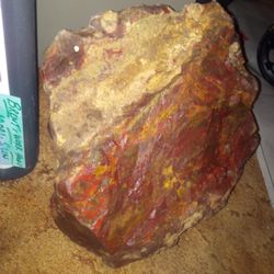 Petrified Wood Agatized Wood