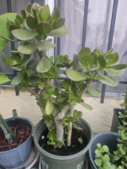 Jade Plant 