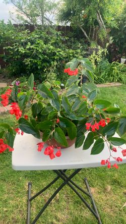 Plant