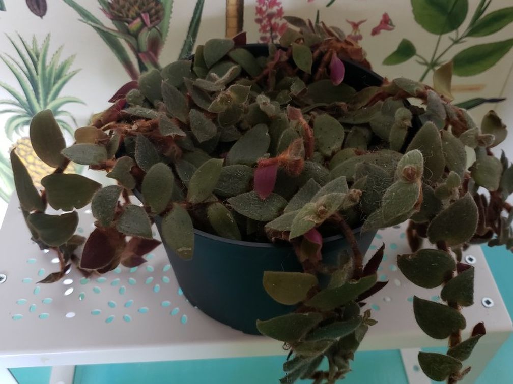 Teddy Bear Vine Cyanotis Beddomei
