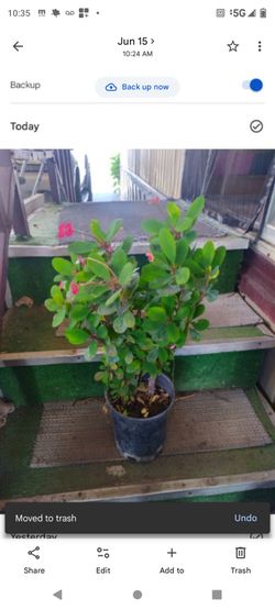 Corona de cristo rosa flor pequeña 1g