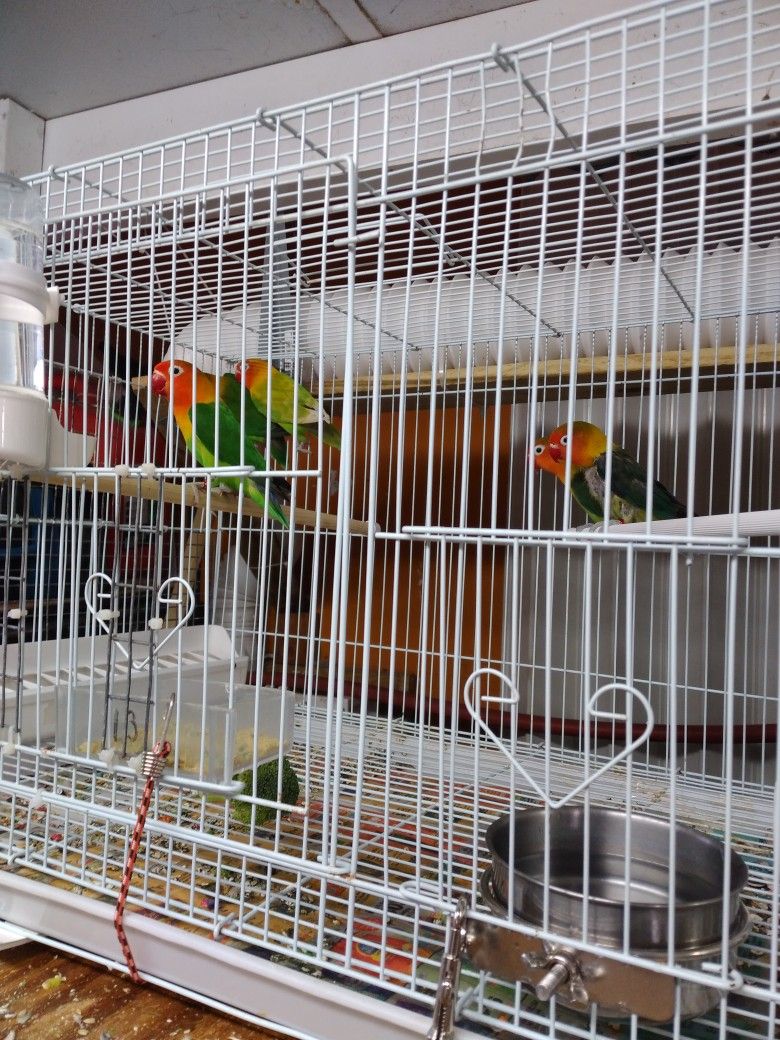 Bird Cage