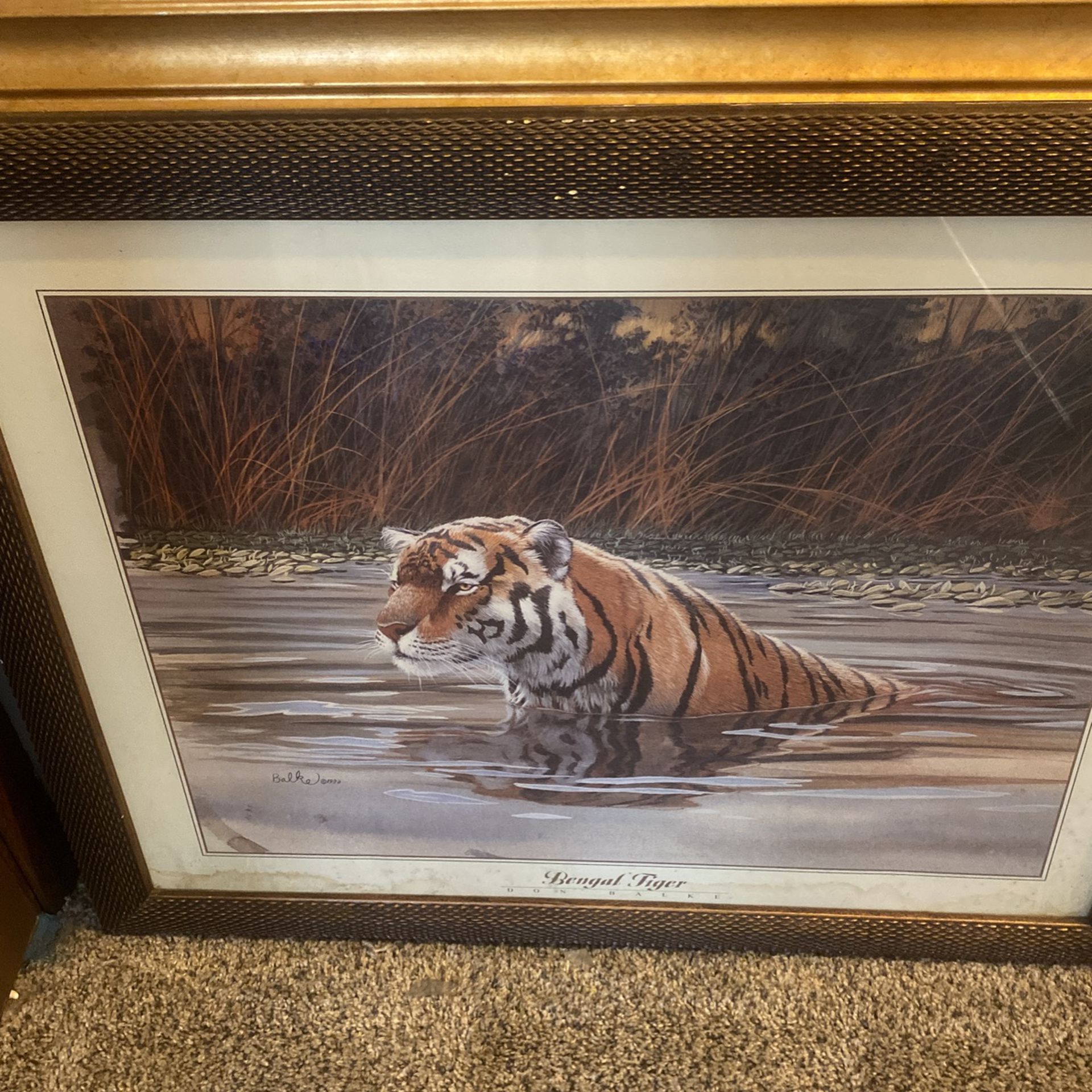 A Bingo Tiger Picture For Sale