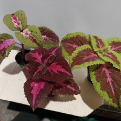 Coleus Starter Plants, Bundle Of 3 Plants!