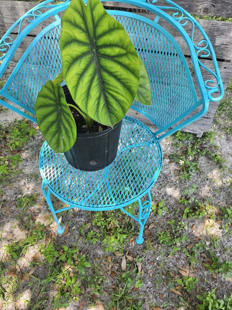 Beautiful Plant 🪴 1 Gallon/ Well Established