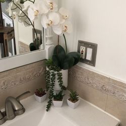 Orchids