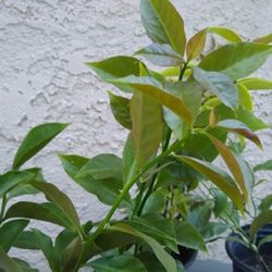 Una de Gato also called Cats Claw 1gal.