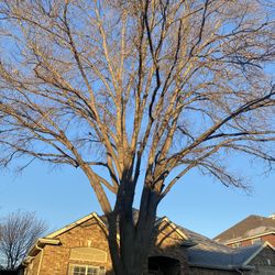 GOOD PRICE ON 🌳🌳Removal 