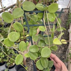 Hoya Mathilde
