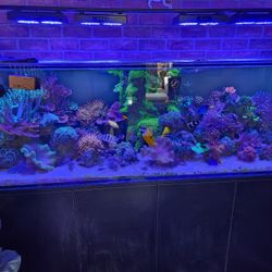 Reef tank decorations for sale.