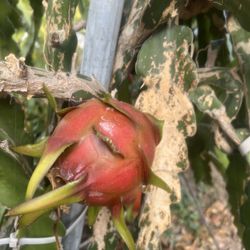 In Season NOW! Home Grown Organic Dragon Fruits