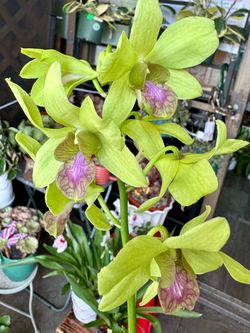 Dendrobium, Oncidium, Cattleya, Miltonia Orchids