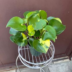 6” variegated peperomia owl eye