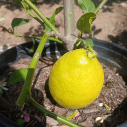 Grafted Dwarf Eureka Lemon Tree😃🌿🌿🍋🍋🍋