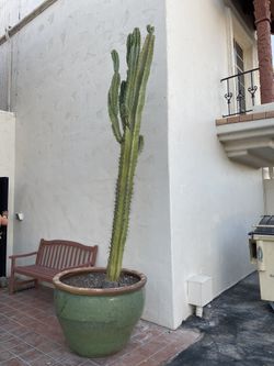 Beautiful And Huge Mature Cactus And Oversized Pot 