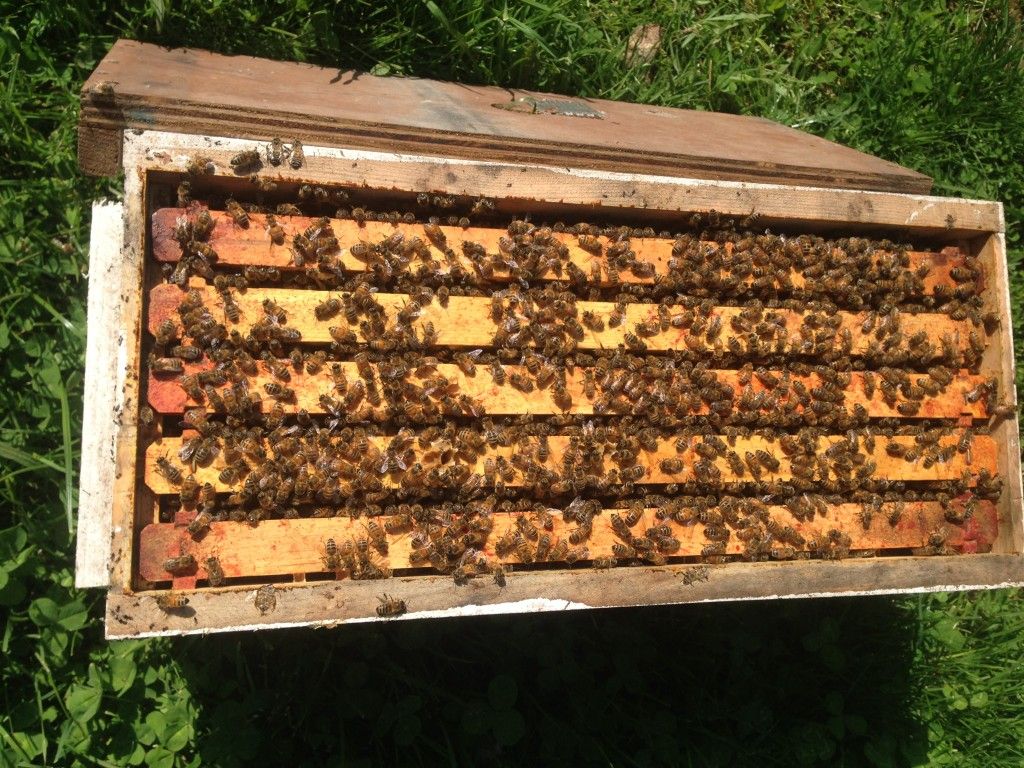 5 frame Bee Nucs for Sale in Oregon City, OR OfferUp