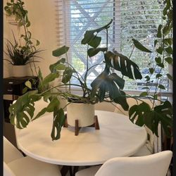 Monstera Plant 