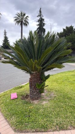 Sago Palm Tree