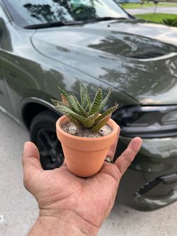 Small medium plants