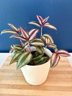 Tradescantia Zebrina Inch Plant