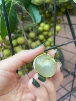 Organic and Juicy Fresh Longans Fruit