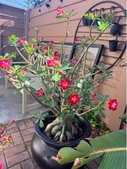 Desert rose
