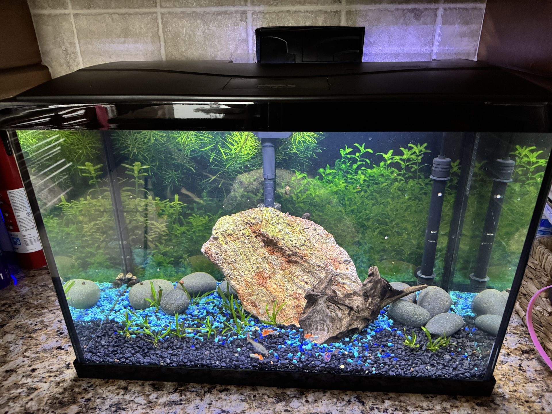 Full 20 Gallon Aquarium/Fish Tank Setup! Ready To Go!