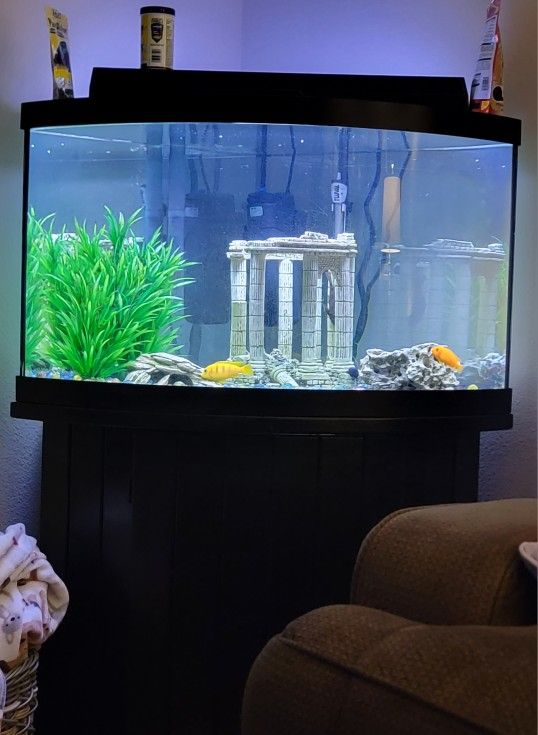 Fish Tank 50 Gallon Corner Bow Front