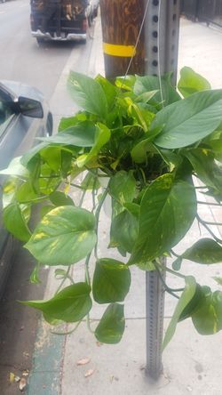 Plantas