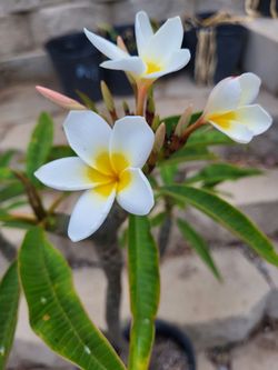 Plumeria Plant Large Plant Multi tip
