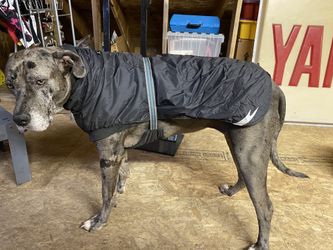 Dog coat