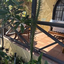 Free Tall Succulent 