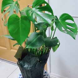 Monstera Deliciosa Plants