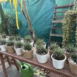 Cactus Zebras $10 Each