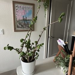 Plant