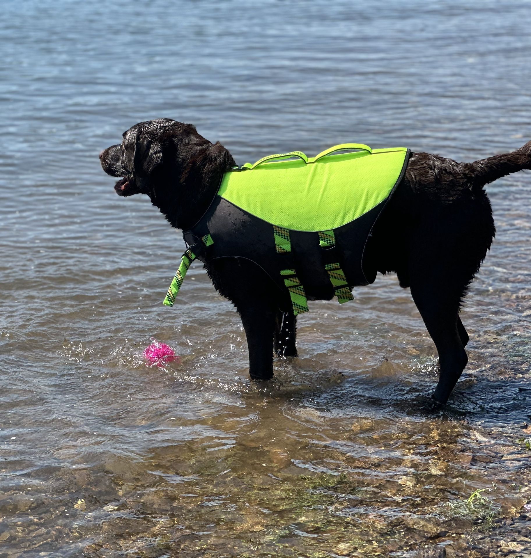 Arcadia Trail® High Visibility Dog Life Vest