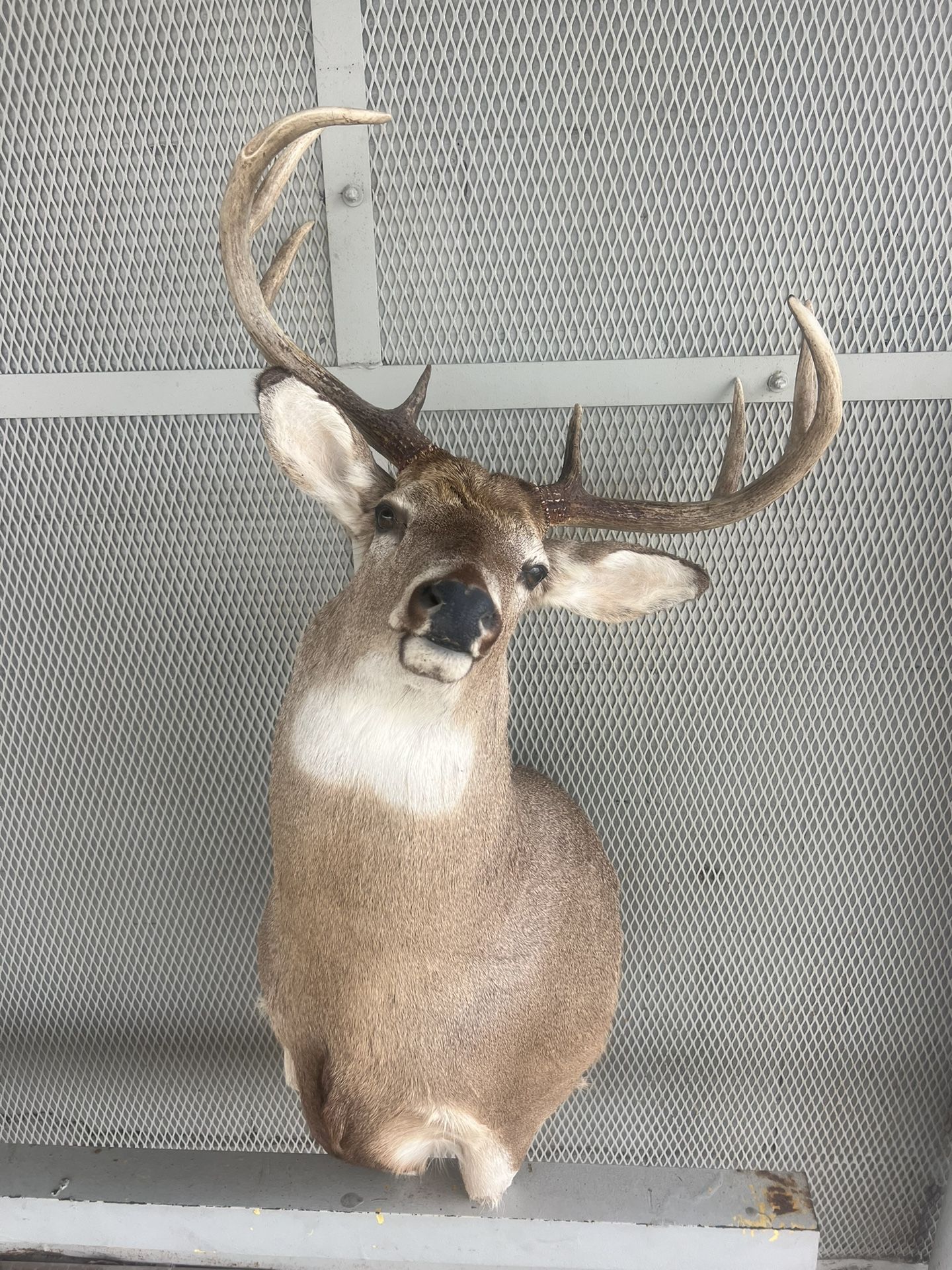 Deer Head 