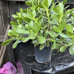 Beautiful Jade Plant $15  Have 2 Pots Available $15 Each 