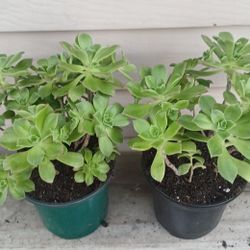 Aeonium Pinwheel Succulent Plants 🪴 $5 Each 