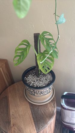 Swiss cheese Monstera house plant