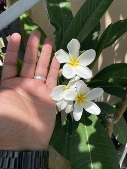 Plumeria Large White Flower