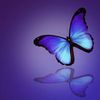 Blue Butterfly Nursery