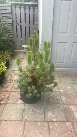 Italian stone pine Tree //pino piñonero italiano