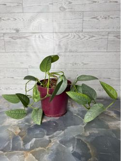 Cebu Blue Pothos - Indoor Houseplant