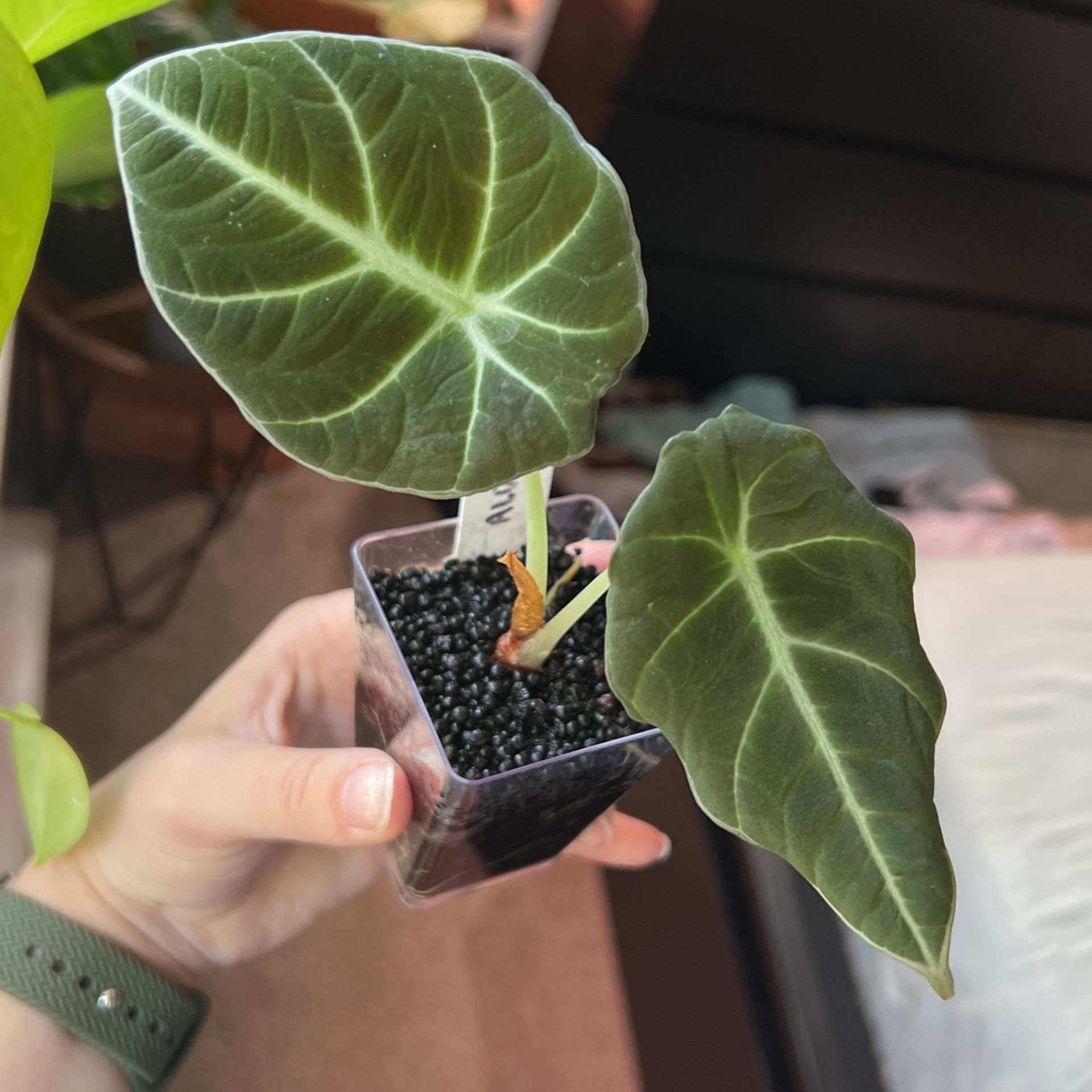 Alocasia Black Velvet Baby