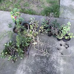 Random plants